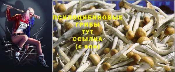 индика Гусиноозёрск